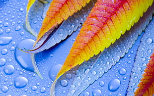 leaf and water droplets illustration HD wallpaper